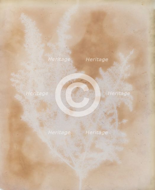 Thapsia Asclepium from Corfu, 1839-40. Creator: William Henry Fox Talbot.