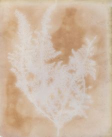 Thapsia Asclepium from Corfu, 1839-40. Creator: William Henry Fox Talbot