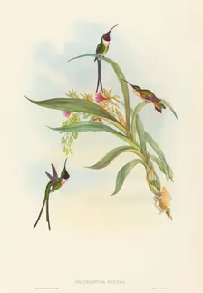 Tharmastura enicura (Slender Shear-Tail). Creators: John Gould, Henry Constantine Richter