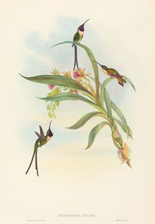 Tharmastura enicura (Slender Shear-Tail). Creators: John Gould, Henry Constantine Richter