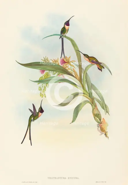 Tharmastura enicura (Slender Shear-Tail). Creators: John Gould, Henry Constantine Richter.