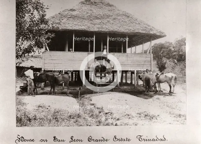 Thatched house on stilts, San Leon Grande Estate, Trinidad, 1897. Artist: Unknown