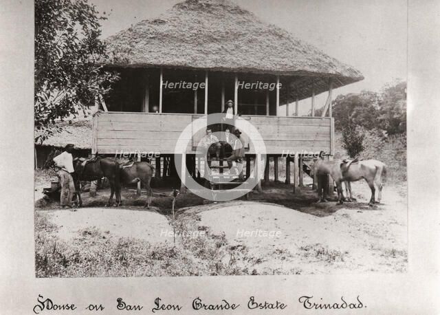 Thatched house on stilts, San Leon Grande Estate, Trinidad, 1897. Artist: Unknown