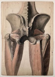 The muscles and bones of the pelvis and thighs, 1815. Creator: Charles Landseer