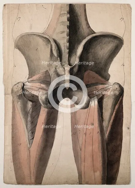 The muscles and bones of the pelvis and thighs, 1815. Creator: Charles Landseer.