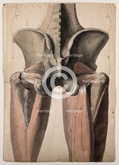 The muscles and bones of the pelvis and thighs, 1815. Creator: Charles Landseer.