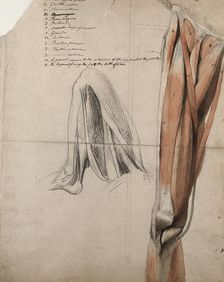 The muscles and tendons of the leg: two figures, including a black chalk sketch of a leg..., 1815. Creator: Charles Landseer