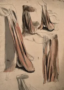 The muscles and tendons of the leg and the arm (?), 1815. Creator: Charles Landseer