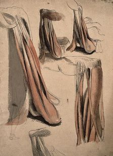 The muscles and tendons of the leg and the arm (?), 1815. Creator: Charles Landseer