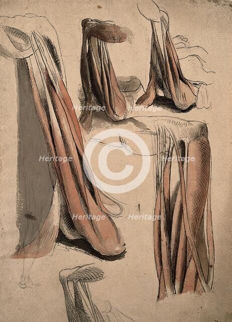 The muscles and tendons of the leg and the arm (?), 1815. Creator: Charles Landseer.