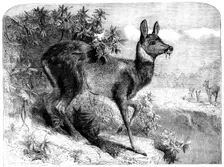 The musk deer, 1862. Creator: Pearson