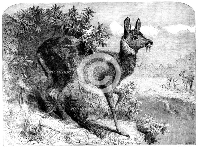 The musk deer, 1862.  Creator: Pearson.