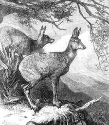 The Musk Deer at the Zoological Society's Gardens, 1869. Creator: Unknown