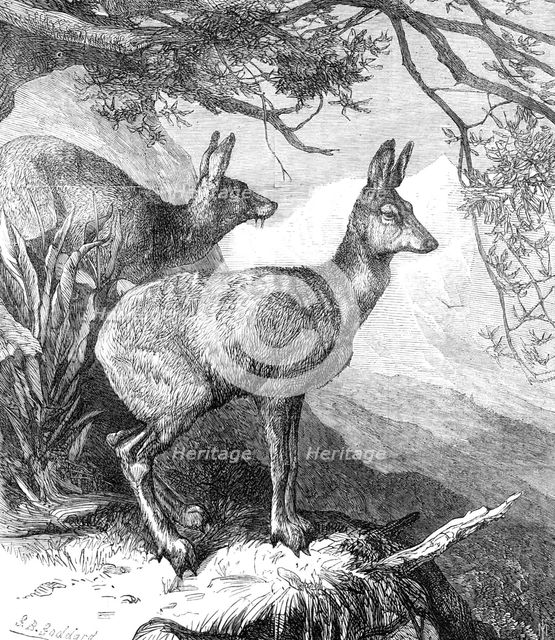 The Musk Deer at the Zoological Society's Gardens, 1869. Creator: Unknown.