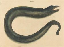 The Muray (Muraena helena), published 1731-1743. Creator: Mark Catesby