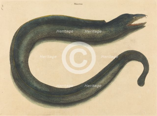 The Muray (Muraena helena), published 1731-1743. Creator: Mark Catesby.