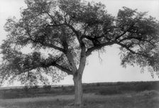 The mythic tree, c1908. Creator: Edward Sheriff Curtis