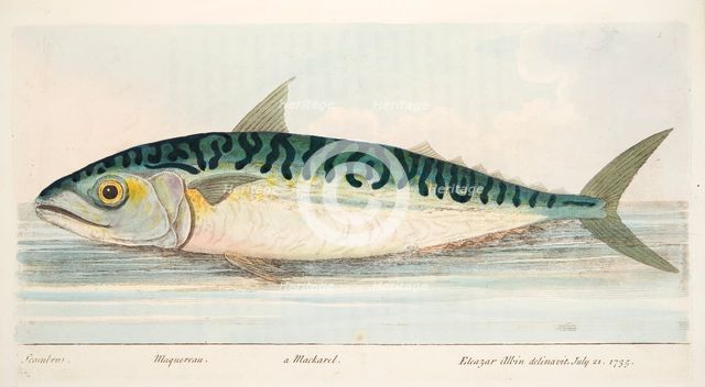 The Mackerel, from A Treatise on Fish and Fish-ponds, pub. 1832 (hand coloured engraving)