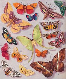 The Magnificent Colouring of Some Moths 1935
