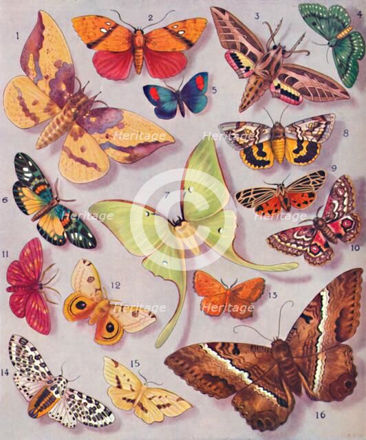 'The Magnificent Colouring of Some Moths', 1935. Artist: Unknown.