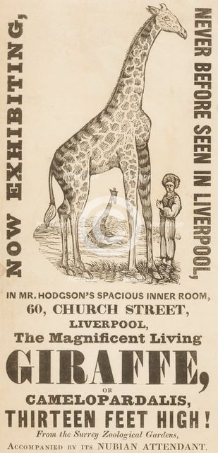 The Magnificent Living Giraffe, or Camelopardalis, Thirteen Feet High!, c1836.  Creator: Unknown.
