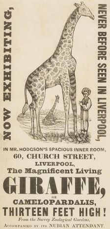 The Magnificent Living Giraffe, or Camelopardalis, Thirteen Feet High!, c1836. Creator: Unknown