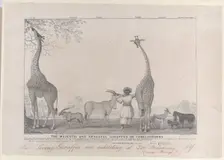 The Majestic and Graceful Giraffes, or Cameleopards, with some Rare Animals of the Gazelle..., 1838. Creator: Edward Williams Clay