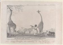 The Majestic and Graceful Giraffes, or Cameleopards, with some Rare Animals of the Gazelle..., 1838. Creator: Edward Williams Clay