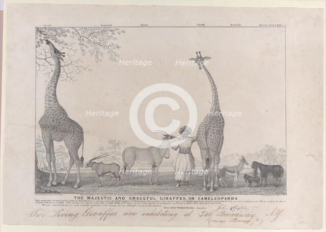 The Majestic and Graceful Giraffes, or Cameleopards, with some Rare Animals of the Gazelle..., 1838. Creator: Edward Williams Clay.