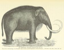 The Mammoth, 1885. Creator: Unknown