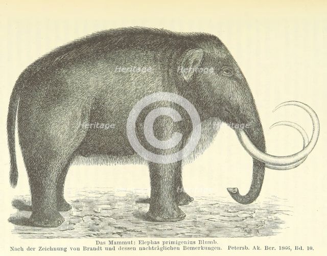 The Mammoth, 1885.  Creator: Unknown.