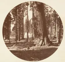 The Mammoth Grove Hotel from the Grove - Calaveras, ca. 1878. Creator: Carleton Emmons Watkins