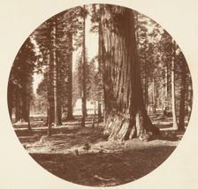 The Mammoth Grove Hotel from the Grove - Calaveras, ca. 1878. Creator: Carleton Emmons Watkins