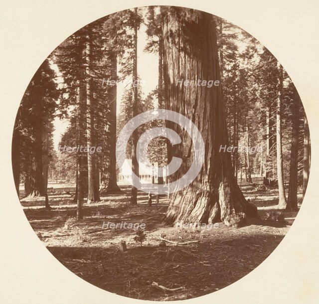 The Mammoth Grove Hotel from the Grove - Calaveras, ca. 1878. Creator: Carleton Emmons Watkins.