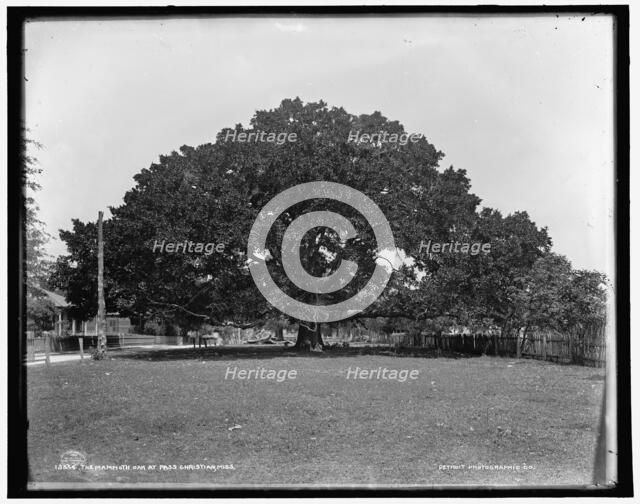 The Mammoth oak at Pass Christian, Miss., c1901. Creator: Unknown.