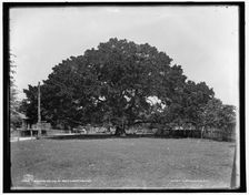 The Mammoth oak at Pass Christian, Miss., c1901. Creator: Unknown