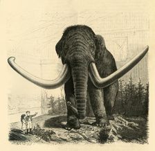 The Mammoth of St. Petersburg 1883. Creator: Unknown