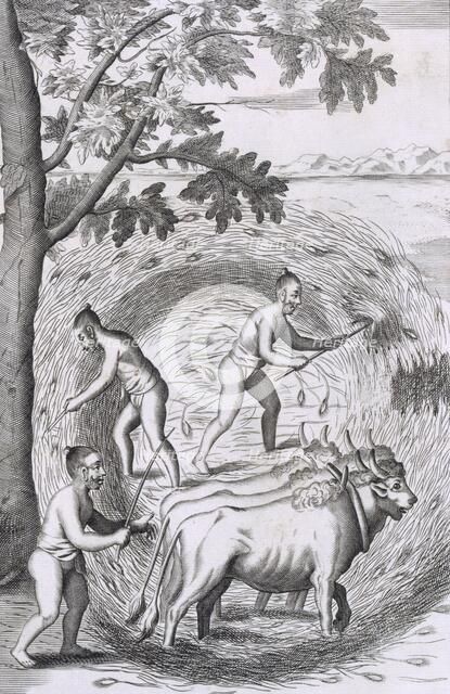 The manner of treading out their rice, pub. 1681. Creator: Robert Knox (1641-1720).