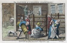 The Manner of Feeding Silkworms 1753. Artist: Benjamin Cole