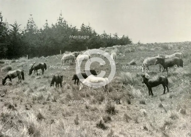 'The Manchurian Ponies on Quail Island, Port Lyttelton', c1907, (1909). Artist: Unknown.