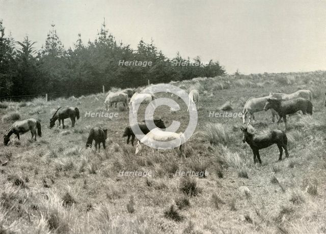 'The Manchurian Ponies on Quail Island, Port Lyttelton', c1907, (1909). Artist: Unknown.