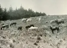 The Manchurian Ponies on Quail Island, Port Lyttelton c1907, (1909)