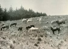The Manchurian Ponies on Quail Island, Port Lyttelton c1907, (1909)