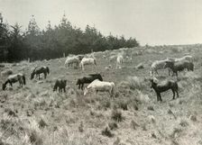 The Manchurian Ponies on Quail Island, Port Lyttelton c1907, (1909)