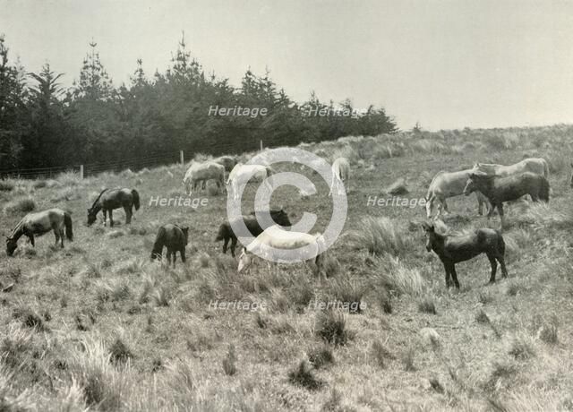 'The Manchurian Ponies on Quail Island, Port Lyttelton', c1907, (1909). Artist: Unknown.