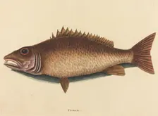 The Mangrove Snapper (Labrus griseus), published 1754. Creator: Mark Catesby