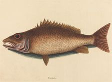 The Mangrove Snapper (Labrus griseus), published 1754. Creator: Mark Catesby