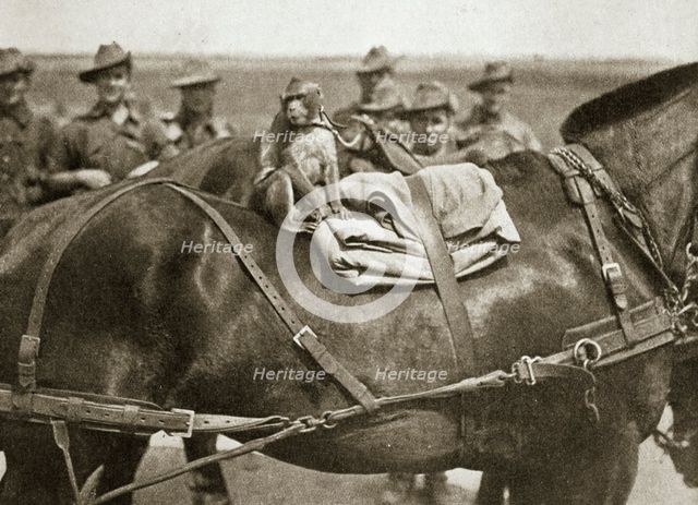 The mascot of the Anzacs, Somme campaign, France, World War I, 1916. Creator: Unknown.