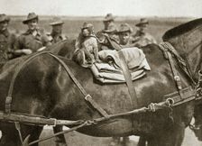 The mascot of the Anzacs, Somme campaign, France, World War I, 1916. Creator: Unknown