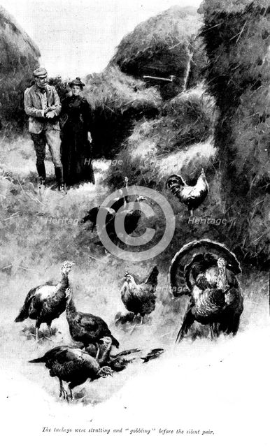 The Master of Pinsmead: the turkeys were strutting and "gobbling" before the silent pair, 1898. Creator: Unknown.
